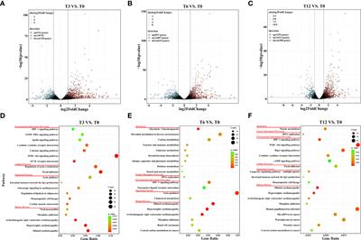 Acute hypoxia changes the gene expression profiles and alternative splicing landscape in gills of spotted sea bass (Lateolabrax maculatus)